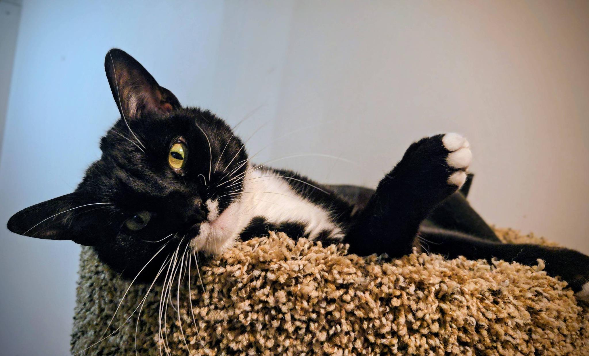 ITTY BITTY, a ADOPTABLE Domestic Short Hair in La Crescent, MN image 2/6