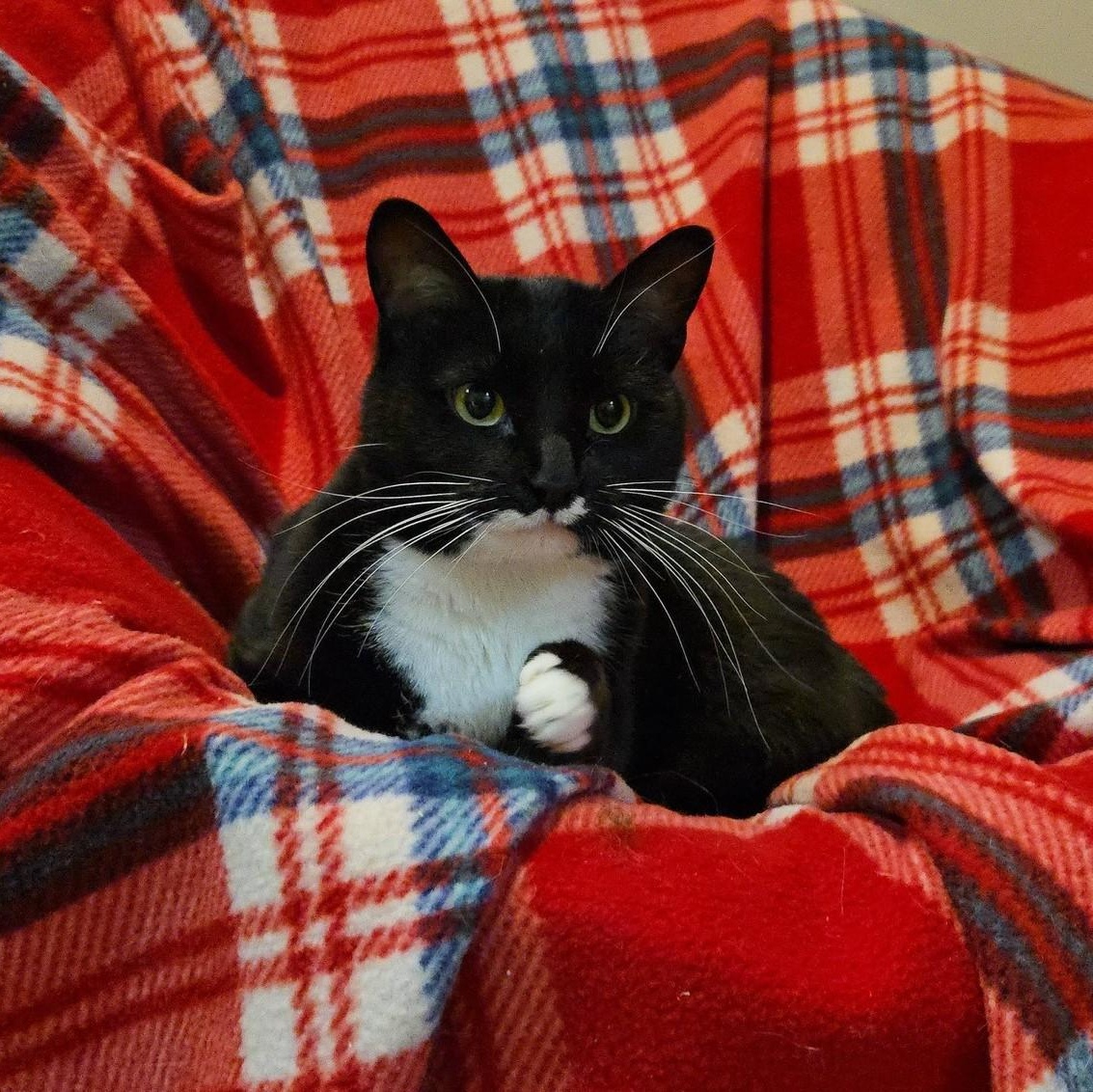 ITTY BITTY, ADOPTABLE, Adult Female Domestic Short Hair.