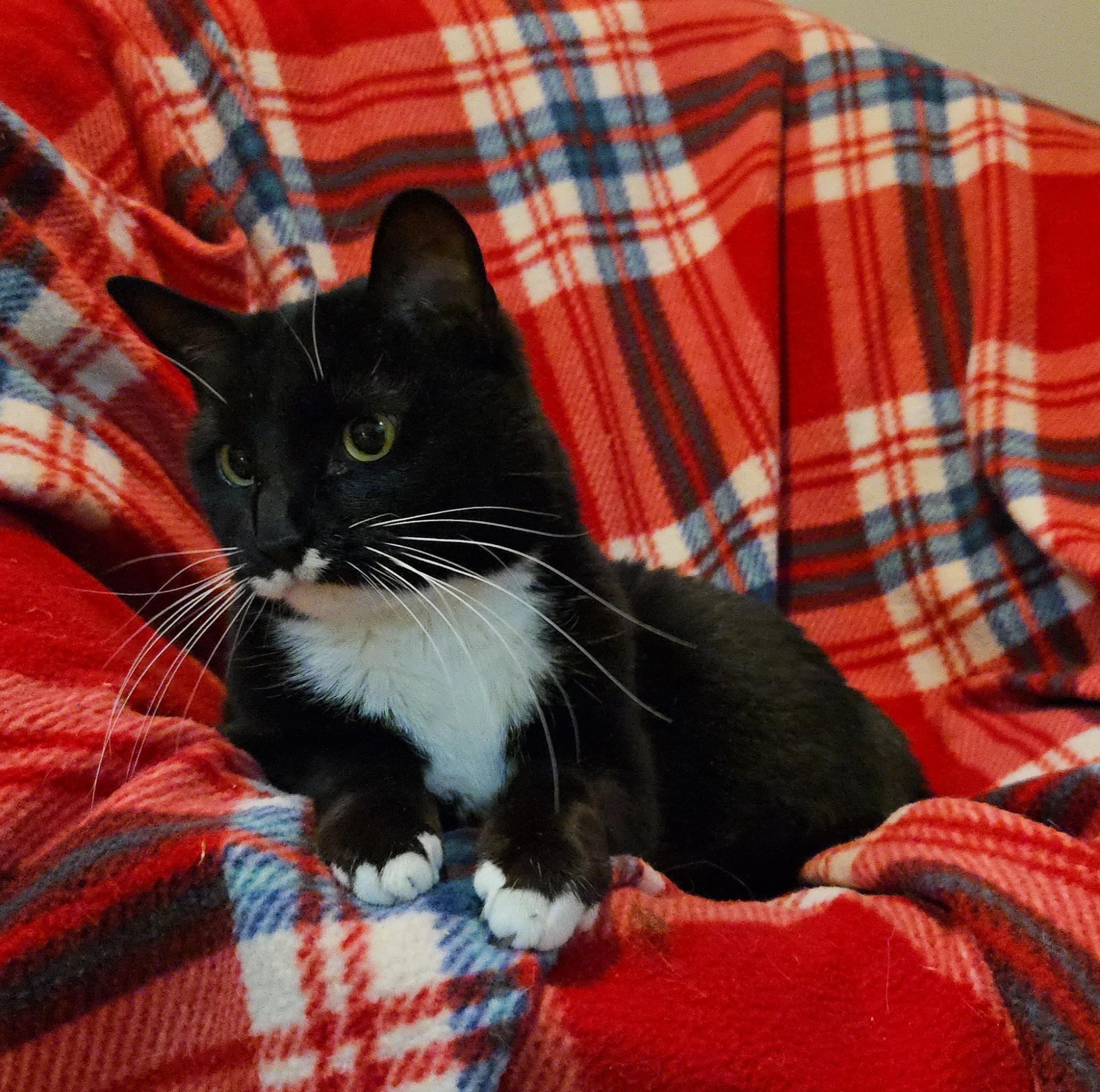 ITTY BITTY, a ADOPTABLE Domestic Short Hair in La Crescent, MN image 4/6