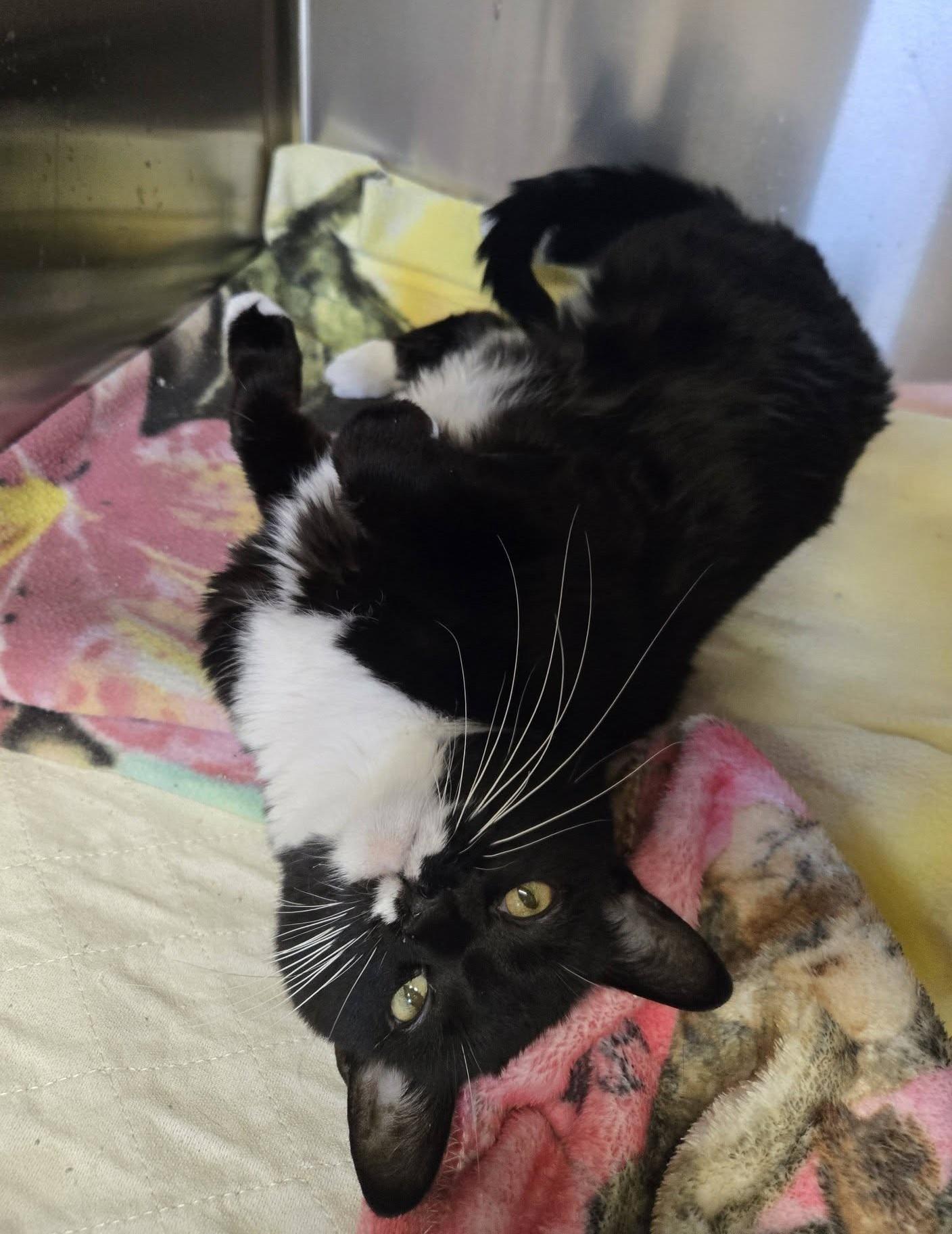 ITTY BITTY, a ADOPTABLE Domestic Short Hair in La Crescent, MN image 3/6
