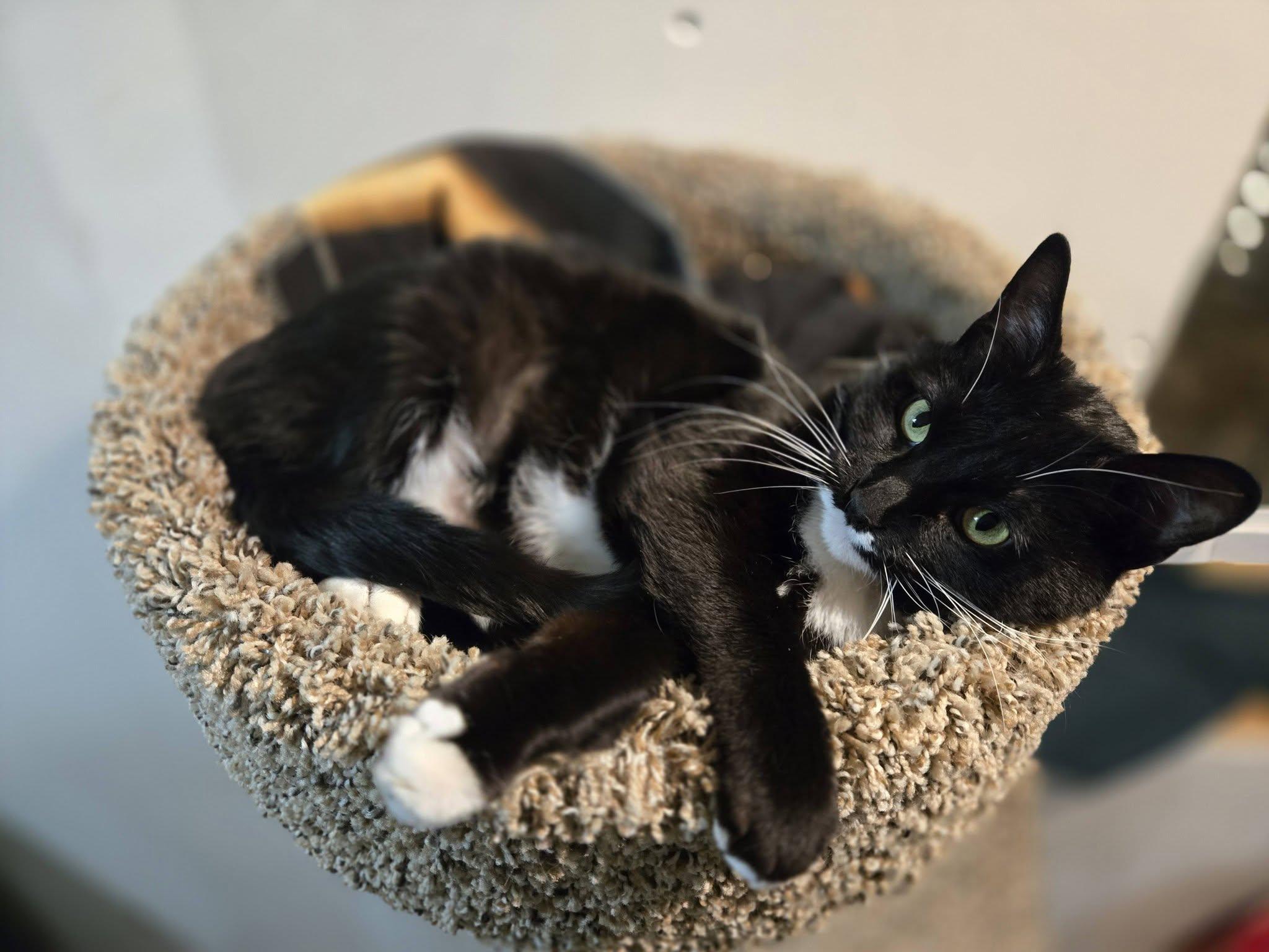 ITTY BITTY, a ADOPTABLE Domestic Short Hair in La Crescent, MN image 6/6