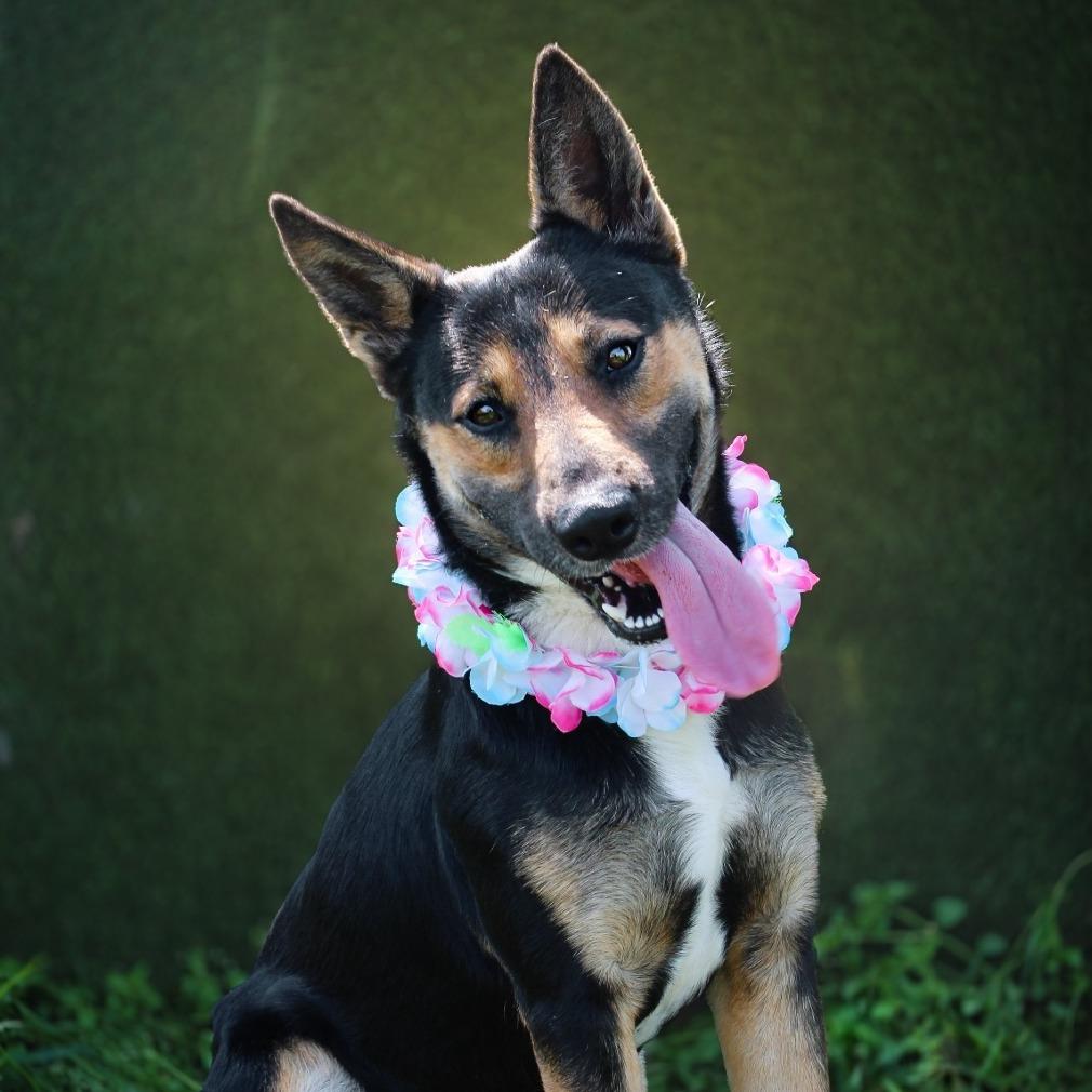 Satellite, Adoptable, Adult Male Mixed Breed.