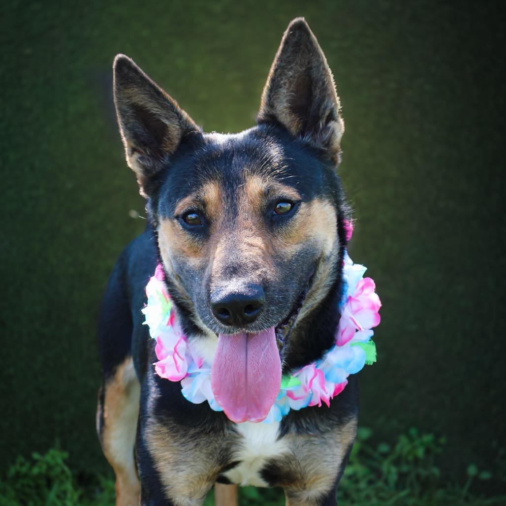 Enlarge Satellite, a Adoptable Mixed Breed in Lake Jackson, TX image 2/2