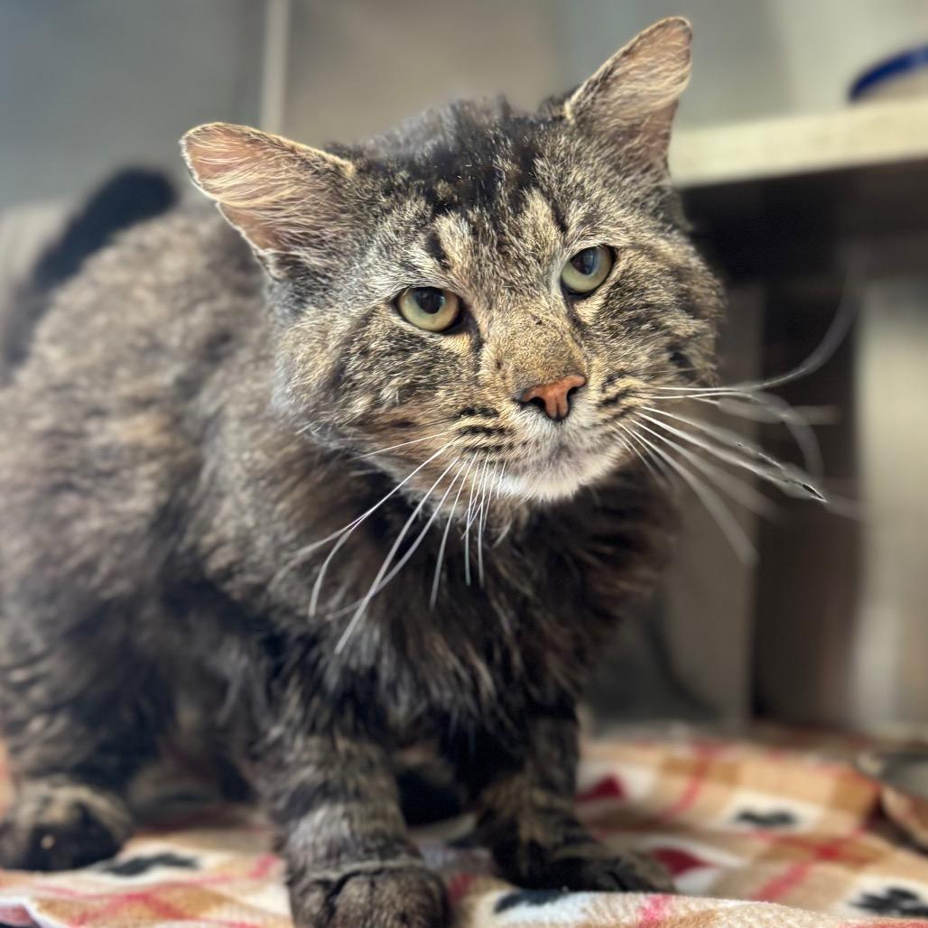 Shakespeare, Adoptable, Adult Male Domestic Long Hair.