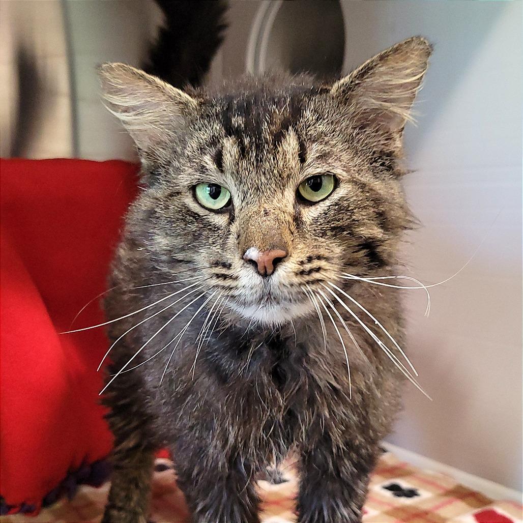 Enlarge Shakespeare, a Adoptable Domestic Long Hair in Nashville, IN image 2/5
