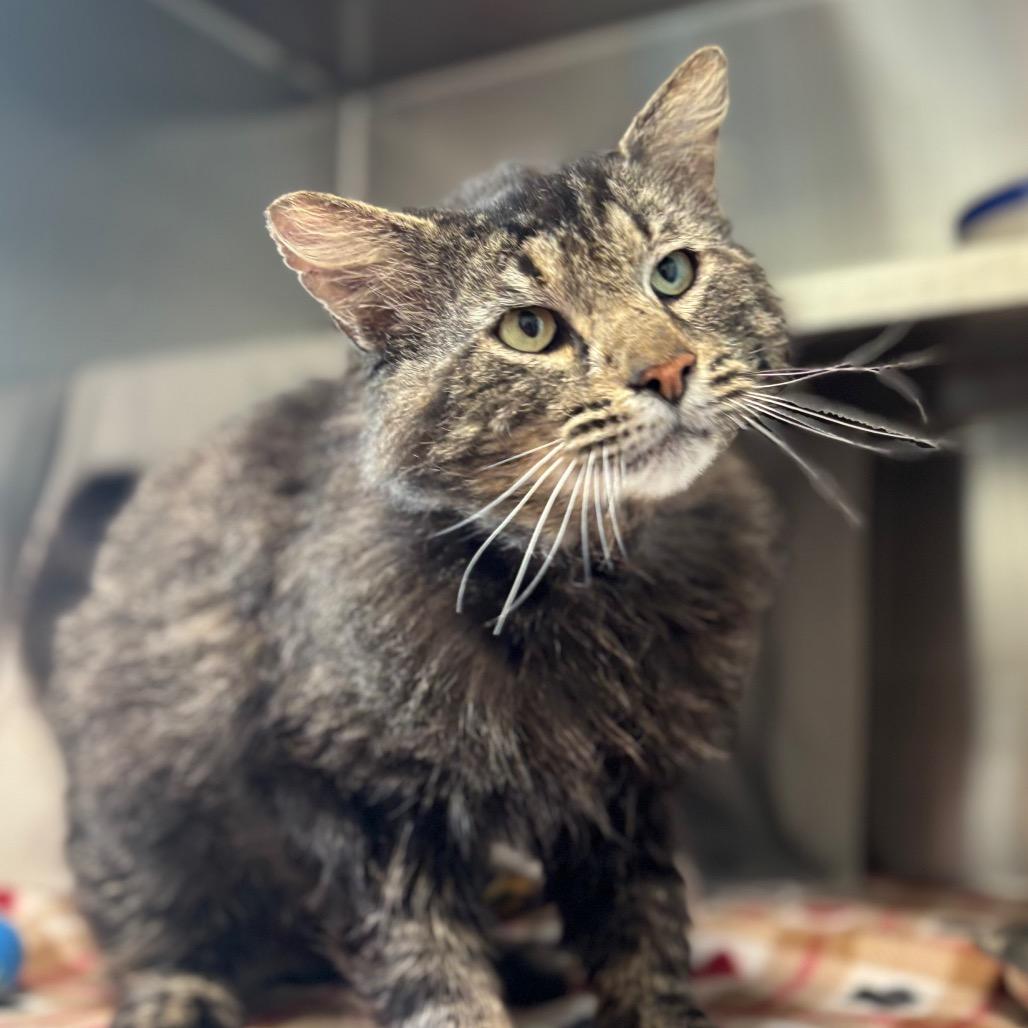 Enlarge Shakespeare, a Adoptable Domestic Long Hair in Nashville, IN image 3/5