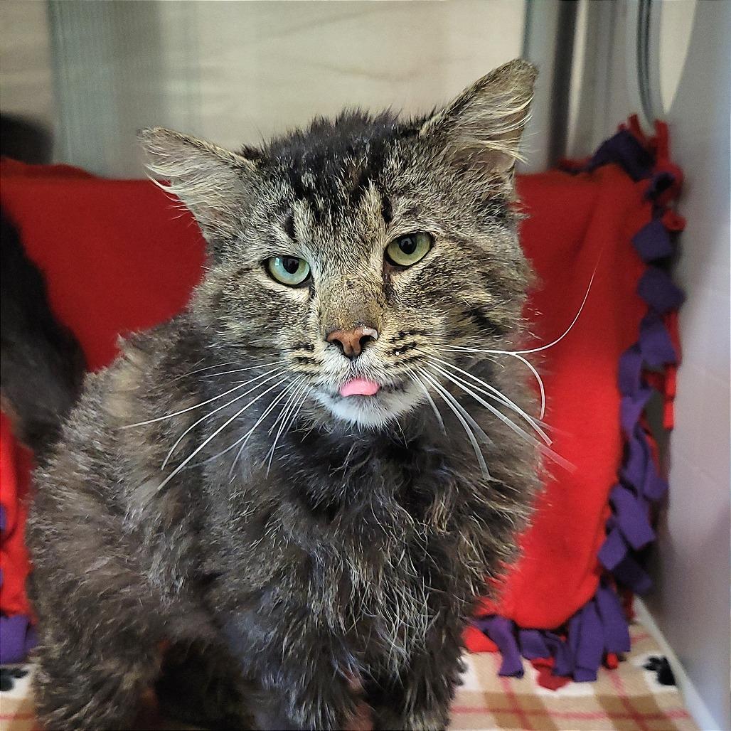 Enlarge Shakespeare, a Adoptable Domestic Long Hair in Nashville, IN image 4/5