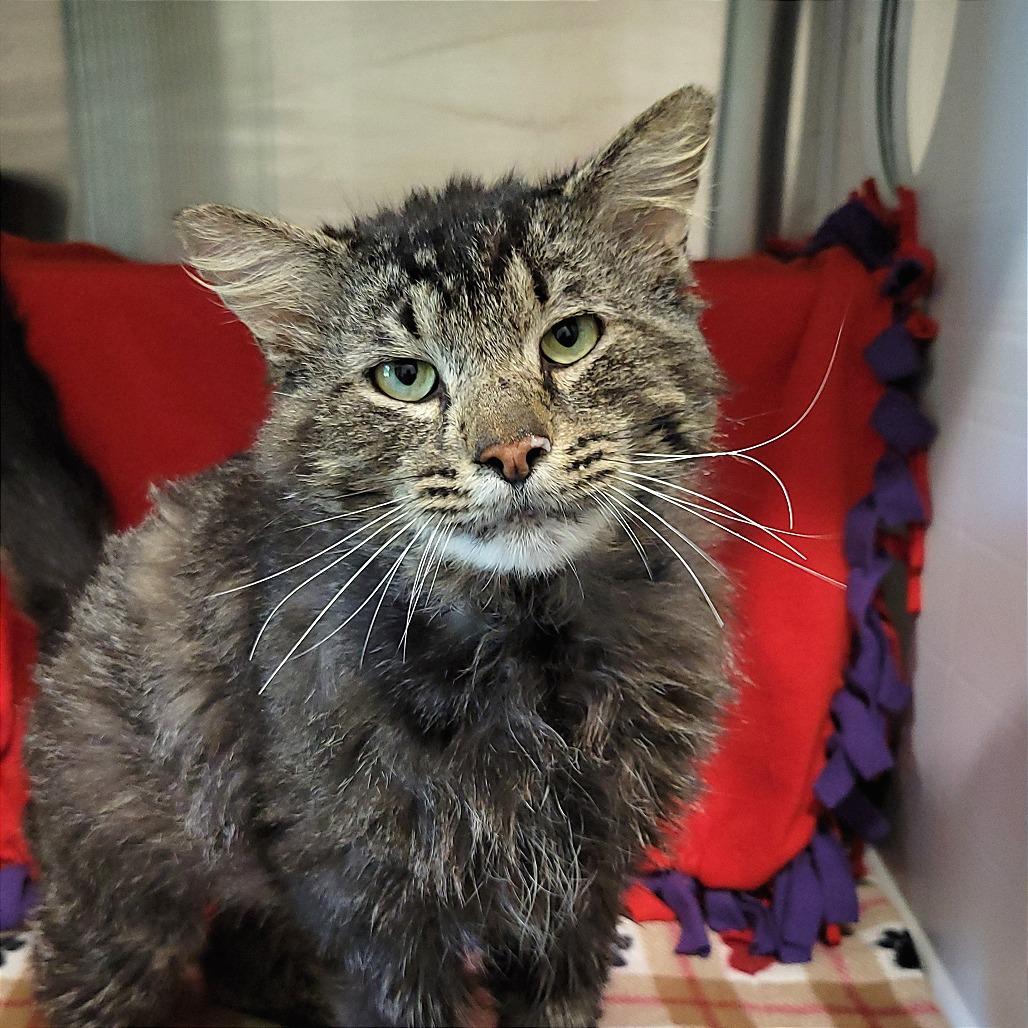 Enlarge Shakespeare, a Adoptable Domestic Long Hair in Nashville, IN image 5/5