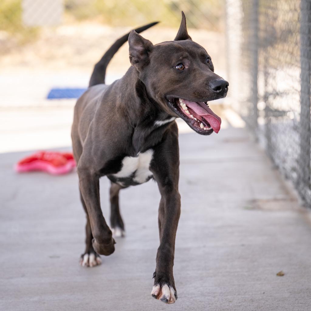 Cobain, Adoptable, Young Male Shepherd.