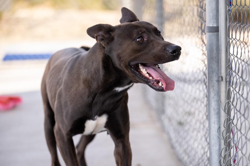 Enlarge Cobain, a Adoptable mixed breed in Twentynine Palms, CA image 1/5
