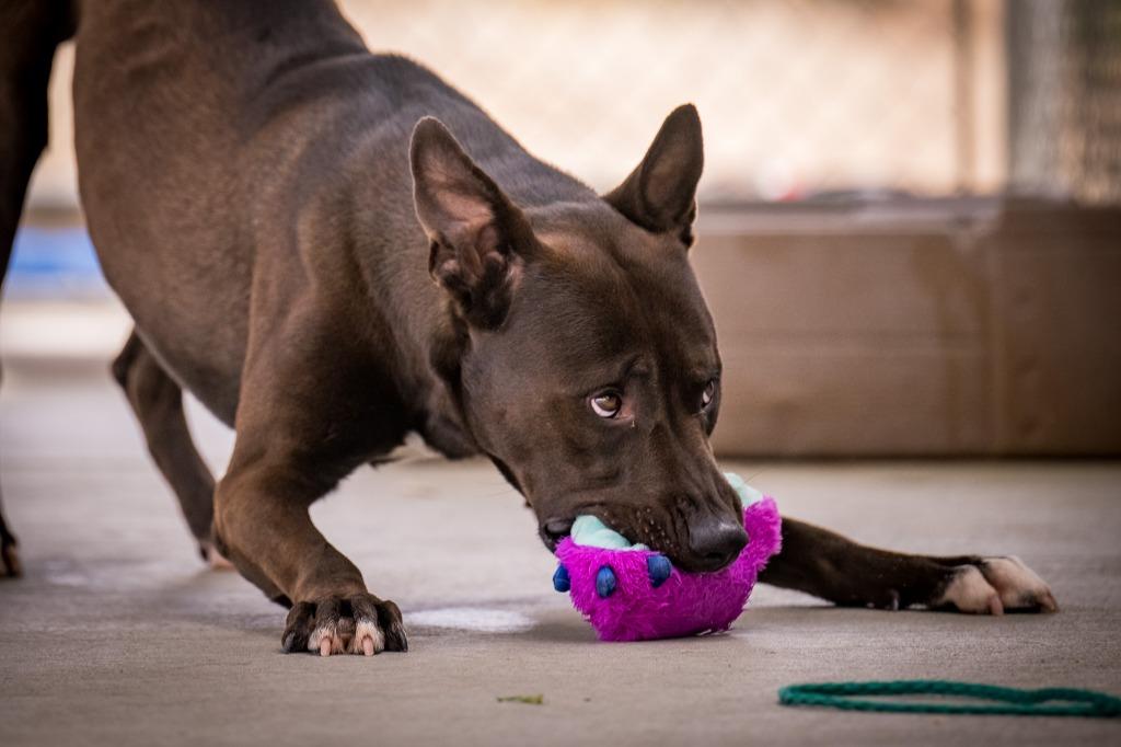 Enlarge Cobain, a Adoptable mixed breed in Twentynine Palms, CA image 1/6