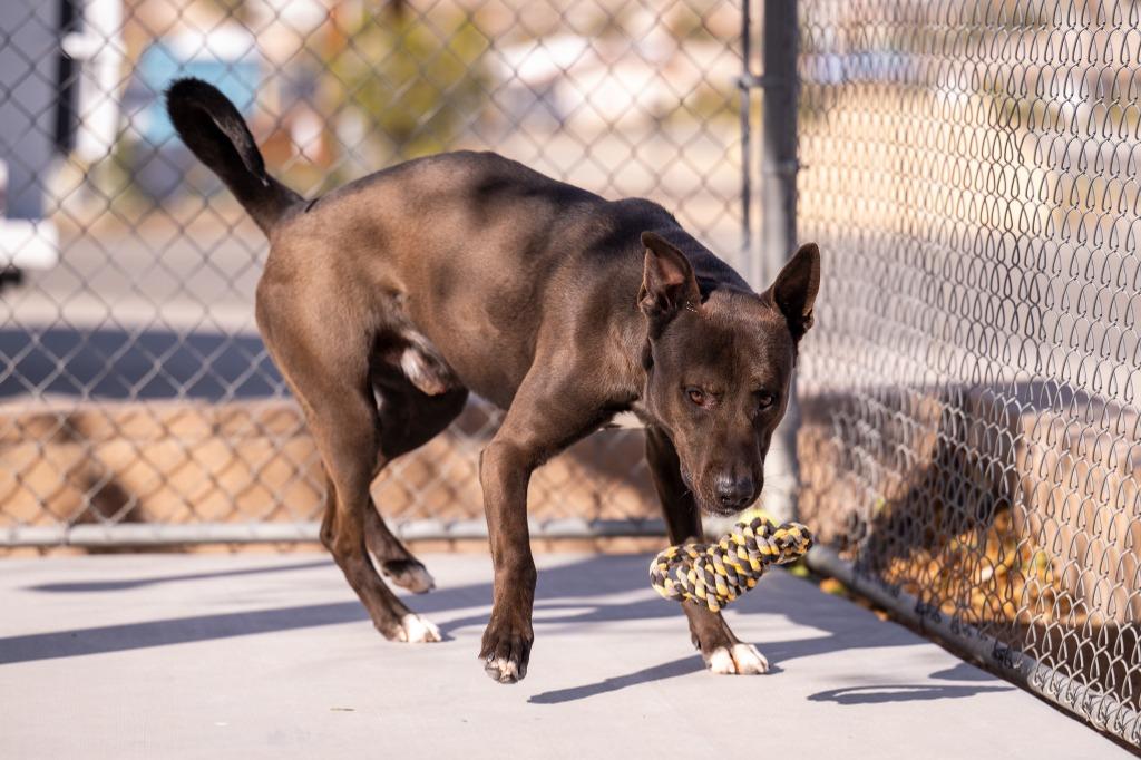 Enlarge Cobain, a Adoptable mixed breed in Twentynine Palms, CA image 2/5