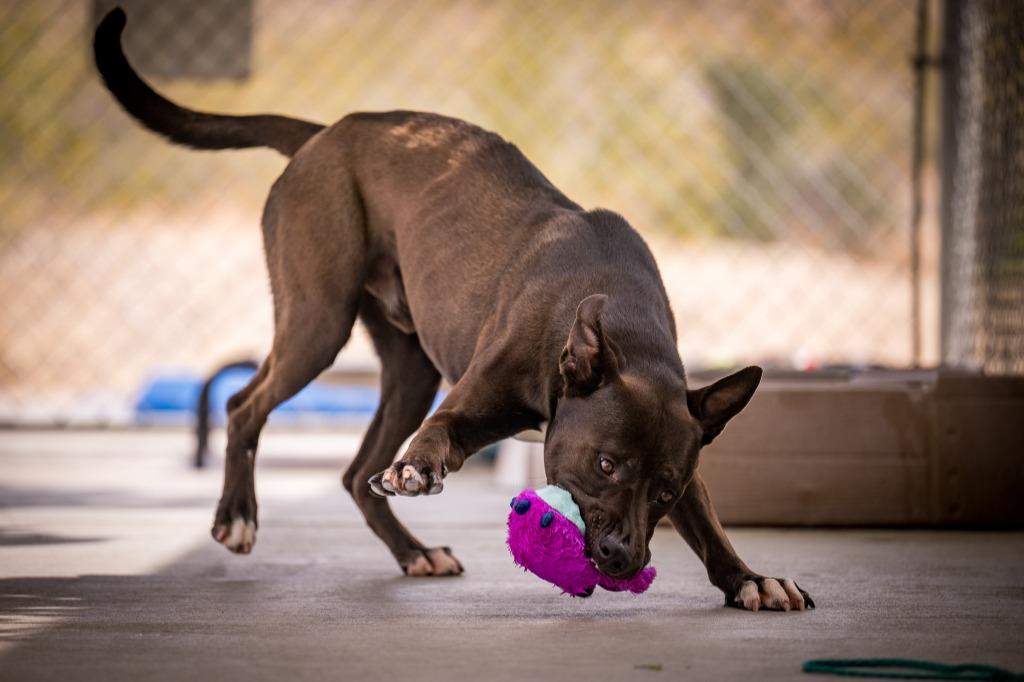 Enlarge Cobain, a Adoptable mixed breed in Twentynine Palms, CA image 3/6