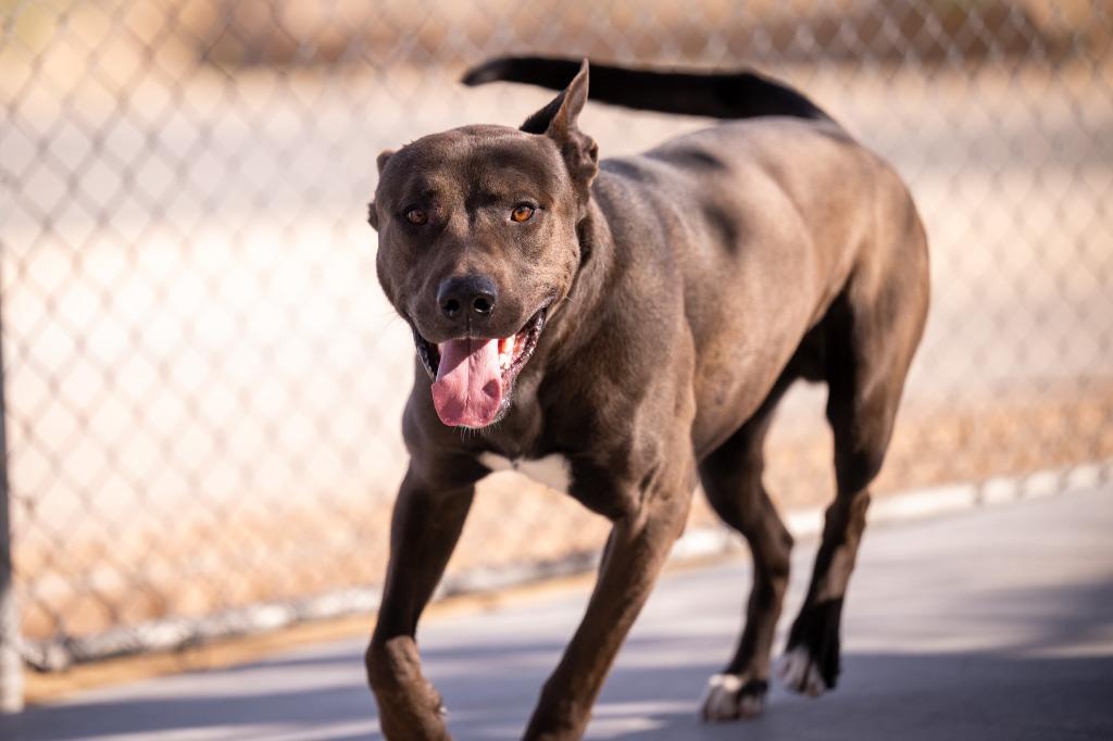Enlarge Cobain, a Adoptable mixed breed in Twentynine Palms, CA image 4/5