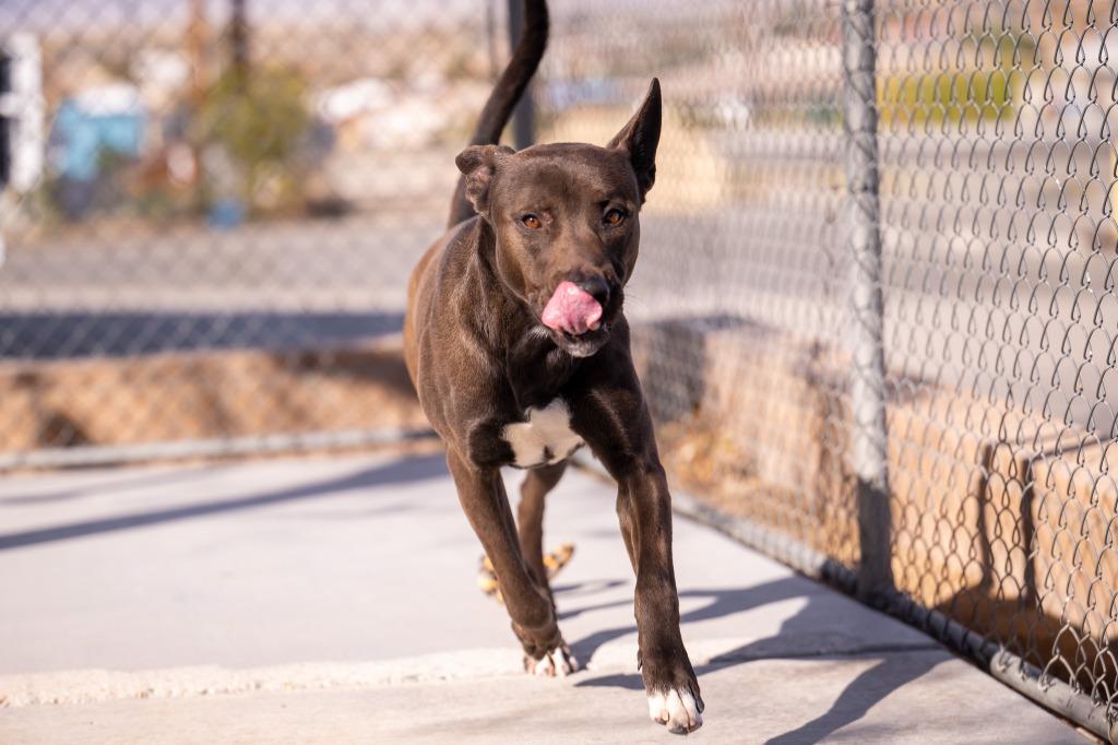 Enlarge Cobain, a Adoptable mixed breed in Twentynine Palms, CA image 5/5