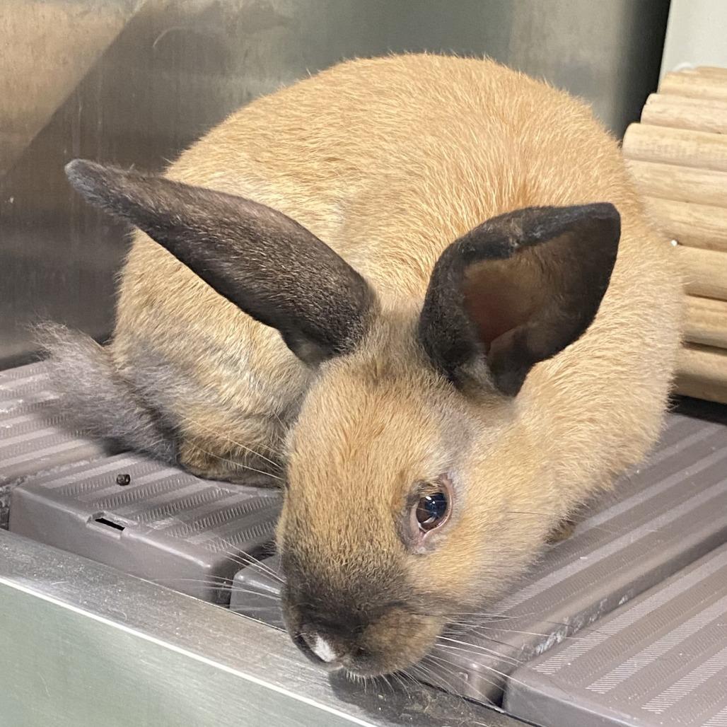 Andy, Adoptable, Young Male American.