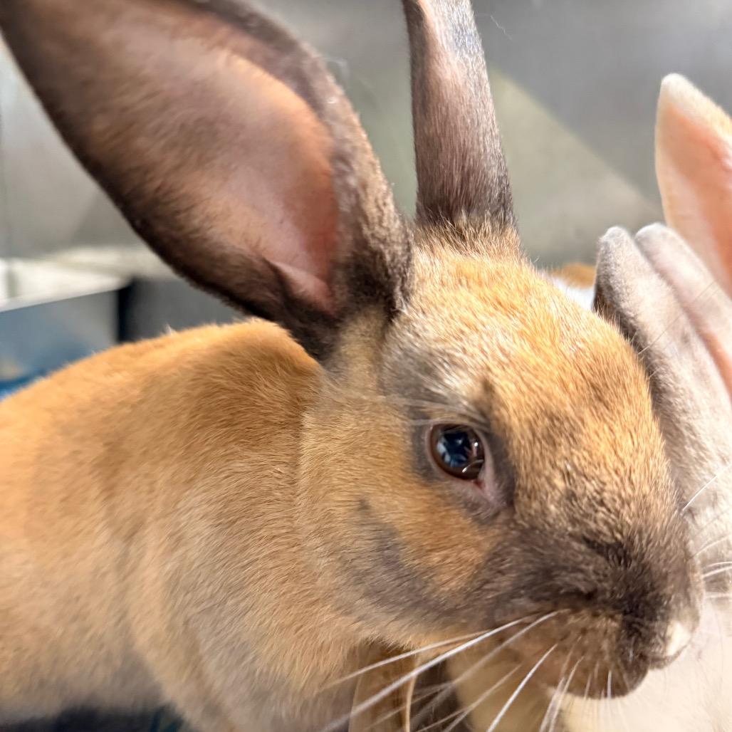 Enlarge Andy, a Adoptable American in Winston-Salem, NC image 2/2