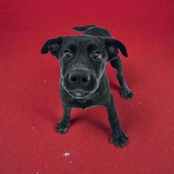 Remedy, a Adoptable mixed breed image 4/4