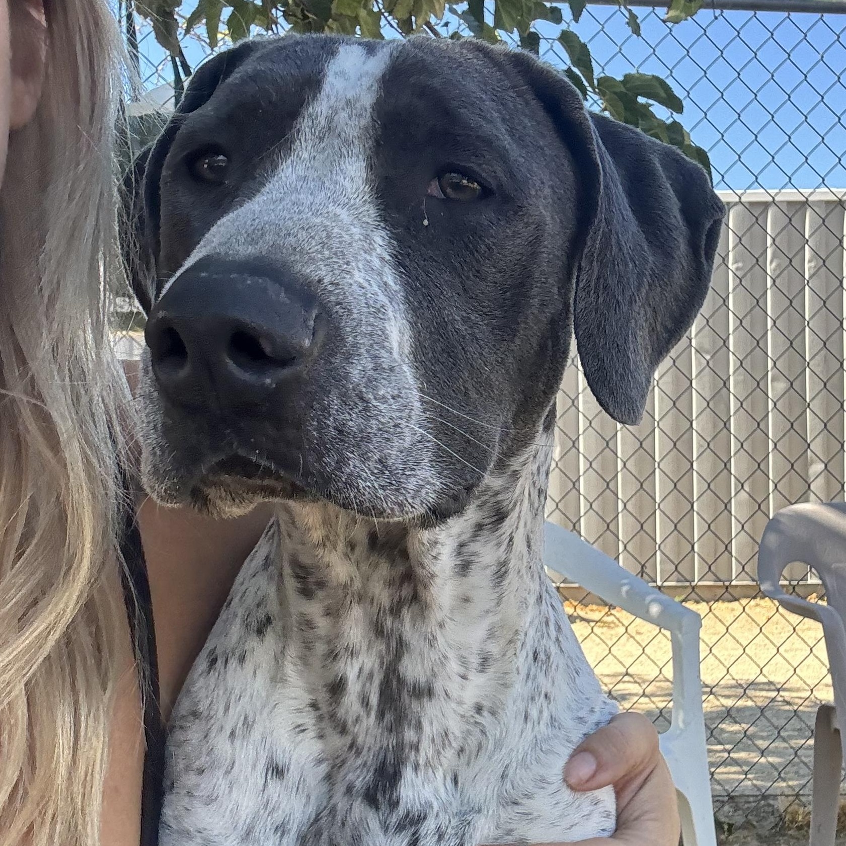 Enlarge Miller, a Adoptable German Shorthaired Pointer in Littlerock, CA image 1/3