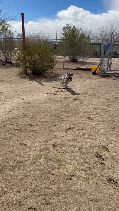 Enlarge Miller, a Adoptable German Shorthaired Pointer in Littlerock, CA video 2/3