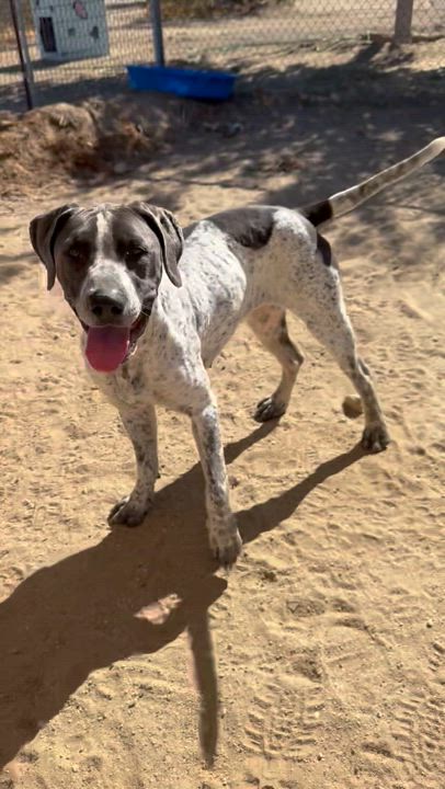Enlarge Miller, a Adoptable German Shorthaired Pointer in Littlerock, CA video 3/3