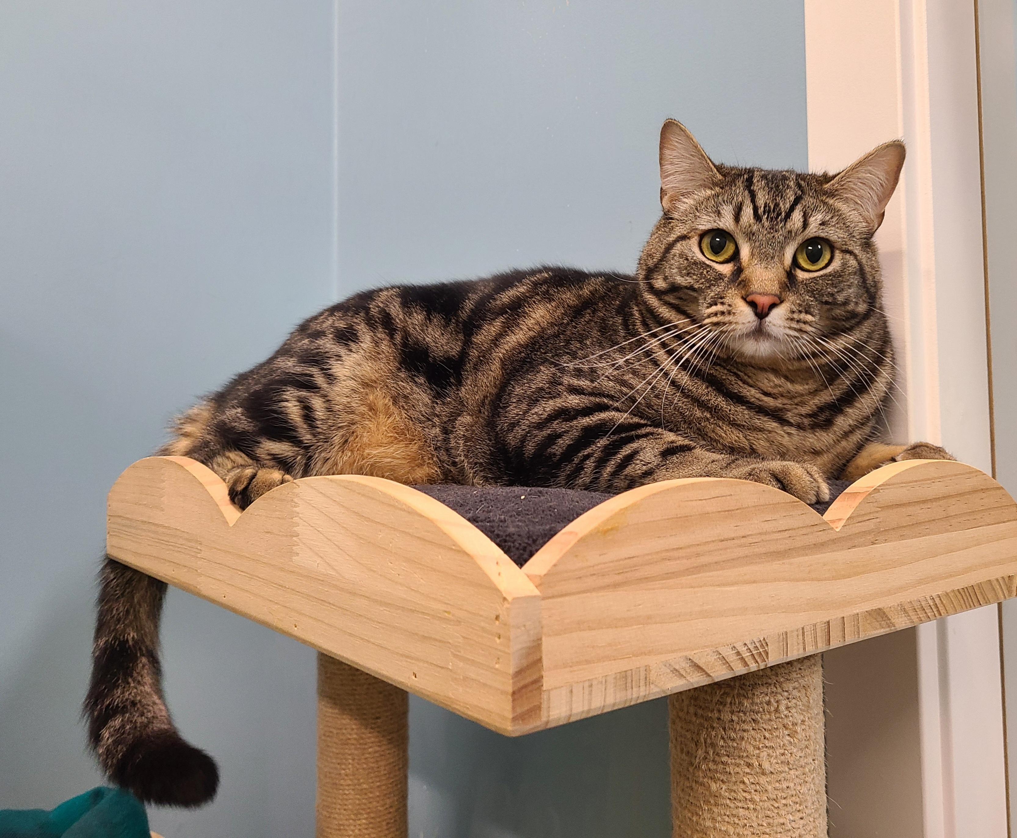 Enlarge Bobby & Tom, a ADOPTABLE Domestic Short Hair in Kirkland, WA image 2/3