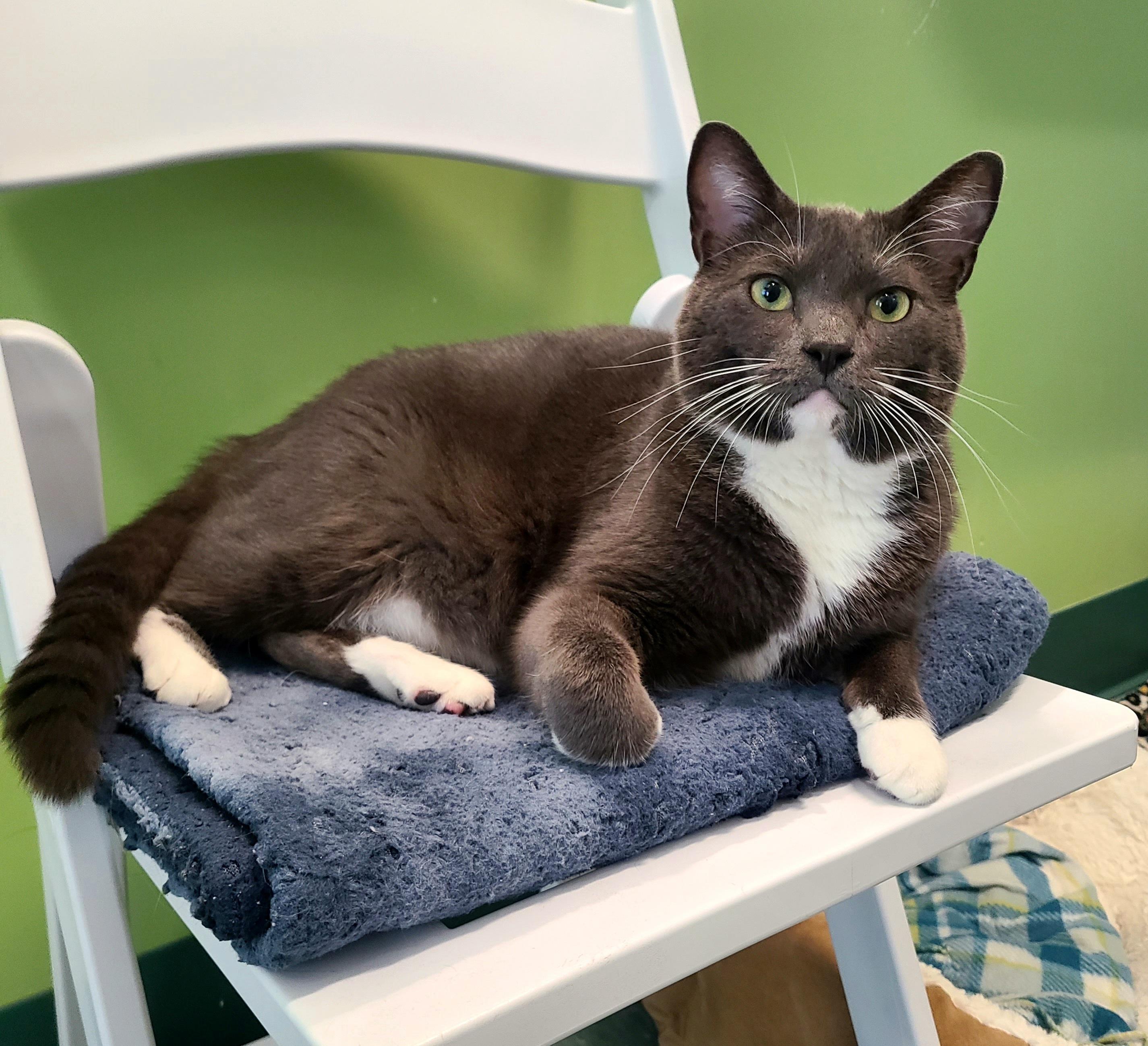 Enlarge Bobby & Tom, a ADOPTABLE Domestic Short Hair in Kirkland, WA image 3/3