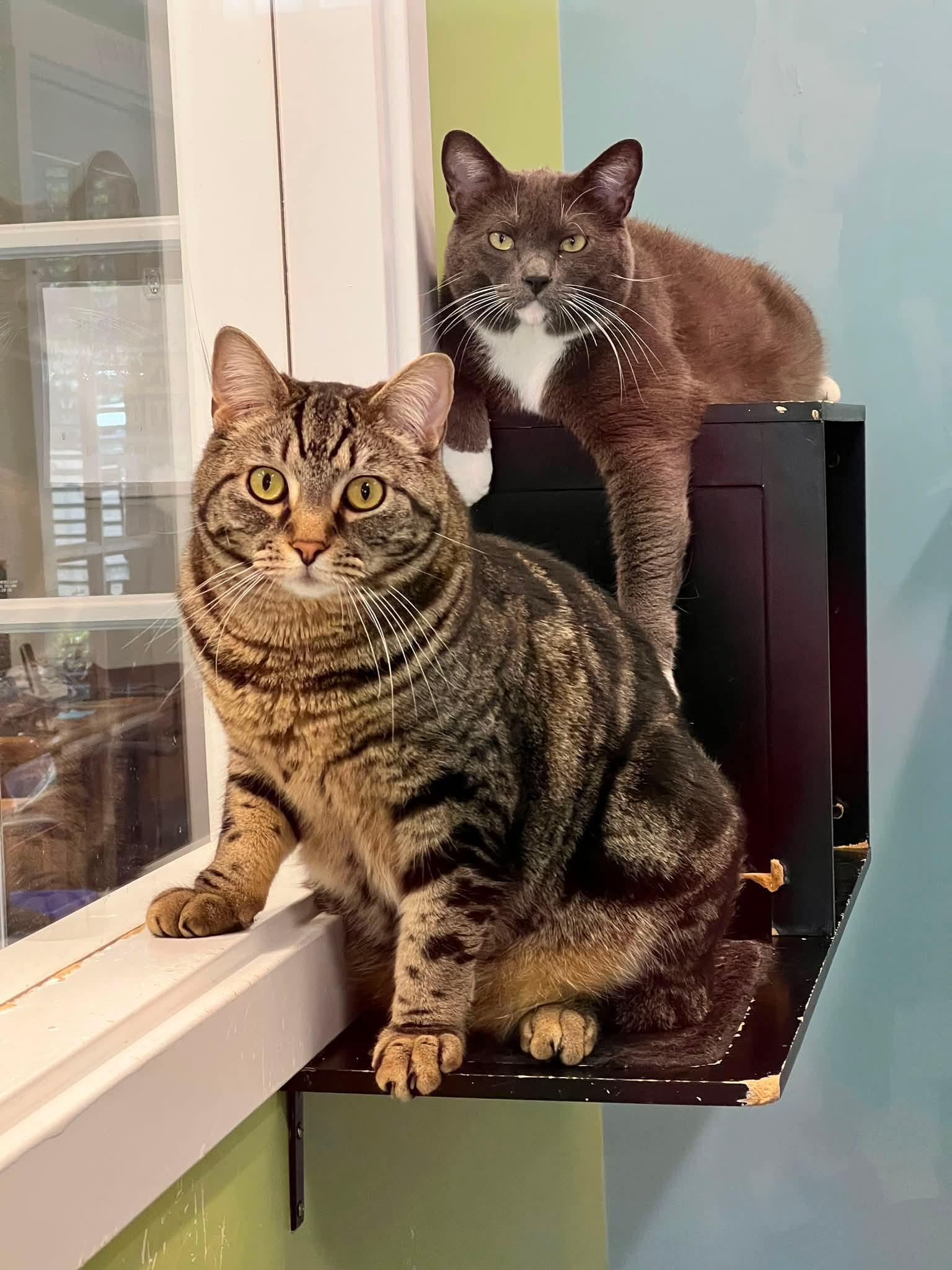 Bobby & Tom, ADOPTABLE, Young Male Domestic Short Hair.