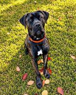 Enlarge Avril, a Adoptable Cane Corso in Skowhegan, ME image 1/1