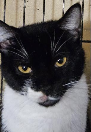 Sage, Adoptable, Kitten Female Domestic Short Hair.