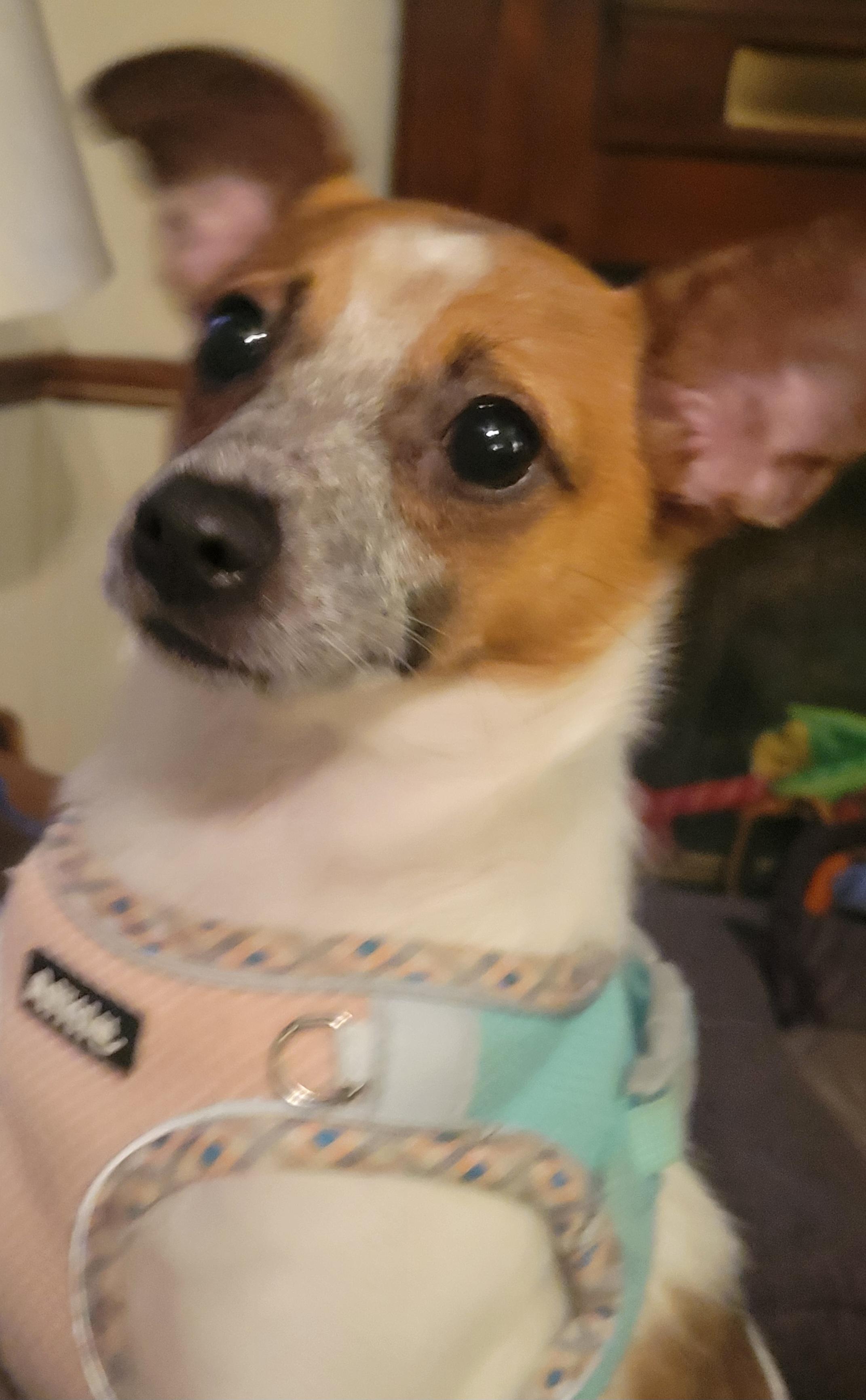 Cee Cee, adopted, Puppy Female Chihuahua.