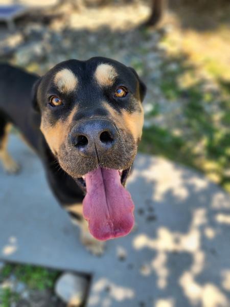 Enlarge Groot, a Adoptable mixed breed in Penticton, BC image 1/1