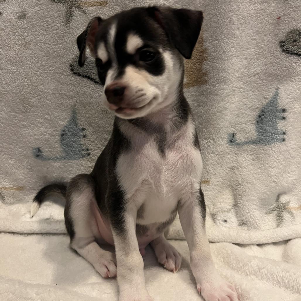Kairo, Adoptable, Puppy Male Chihuahua.
