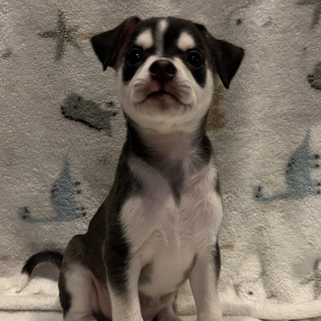 Kairo, a Adoptable Chihuahua in Las Vegas, NV image 2/3