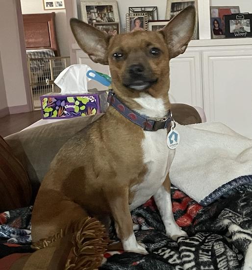 Brandie, Adoptable, Young Female Chihuahua.