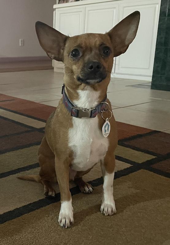 Enlarge Brandie, a Adoptable Chihuahua in Osteen, FL image 2/3