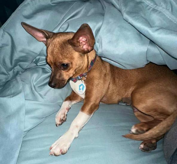 Enlarge Brandie, a Adoptable Chihuahua in Osteen, FL image 3/3