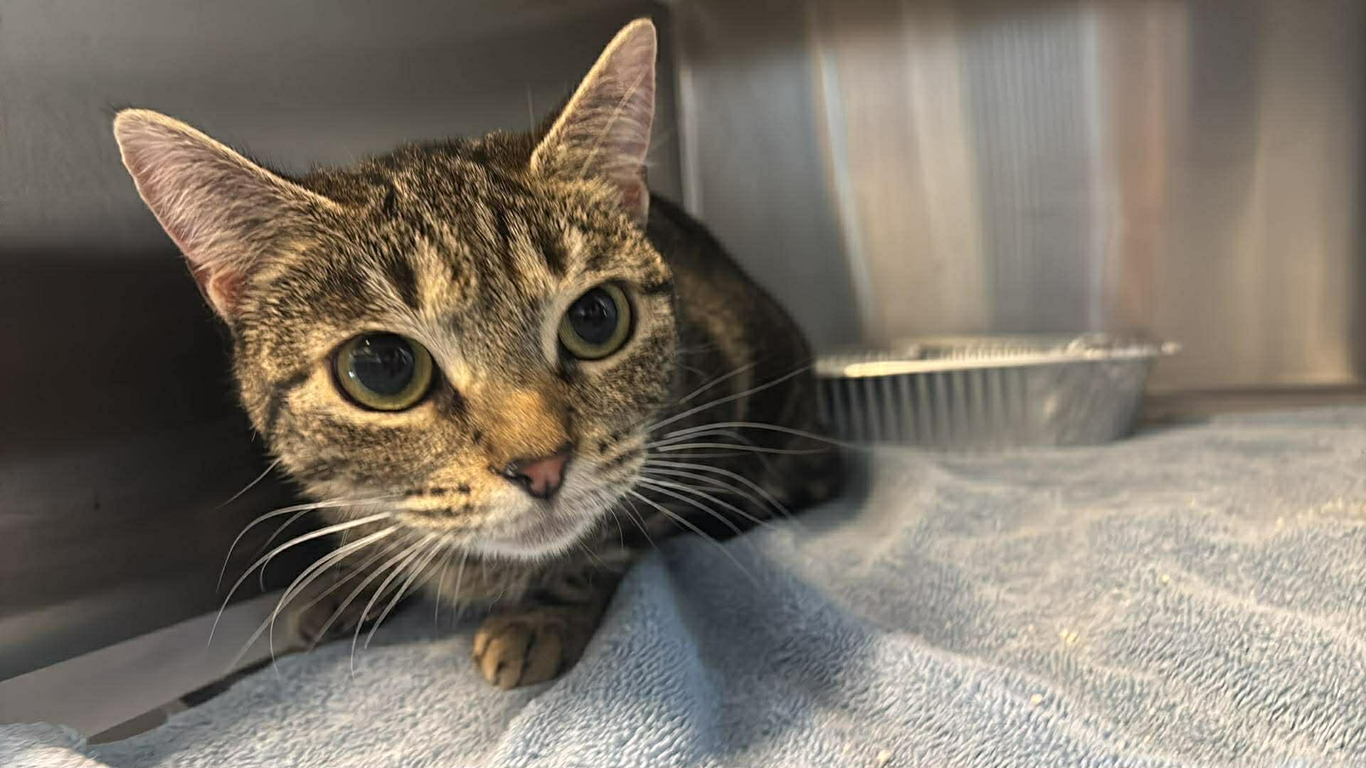 Enlarge Squishy Face, a ADOPTABLE Domestic Short Hair in Fredericksburg, VA image 3/3