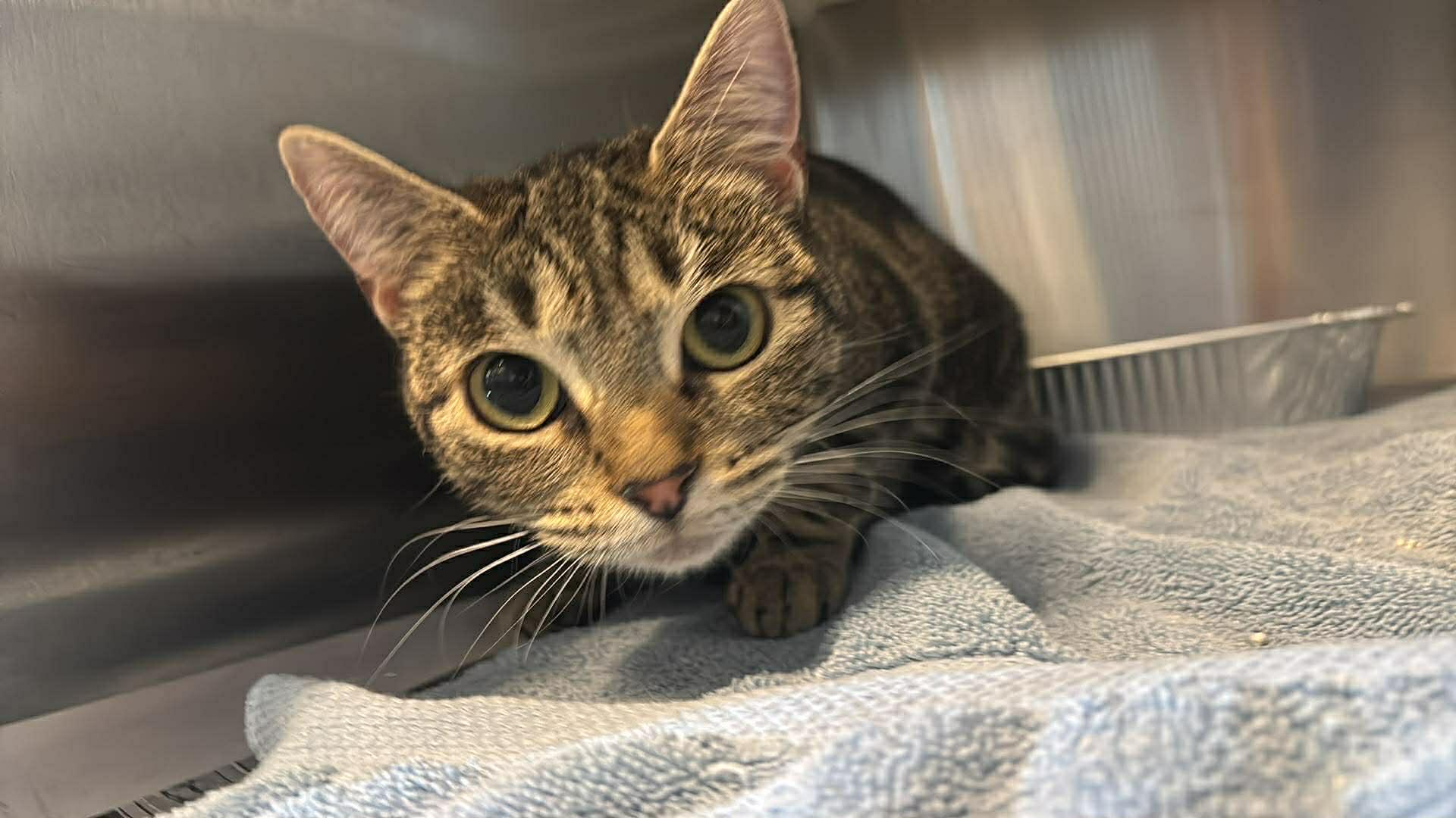 Squishy Face, ADOPTABLE, Adult Female Domestic Short Hair.