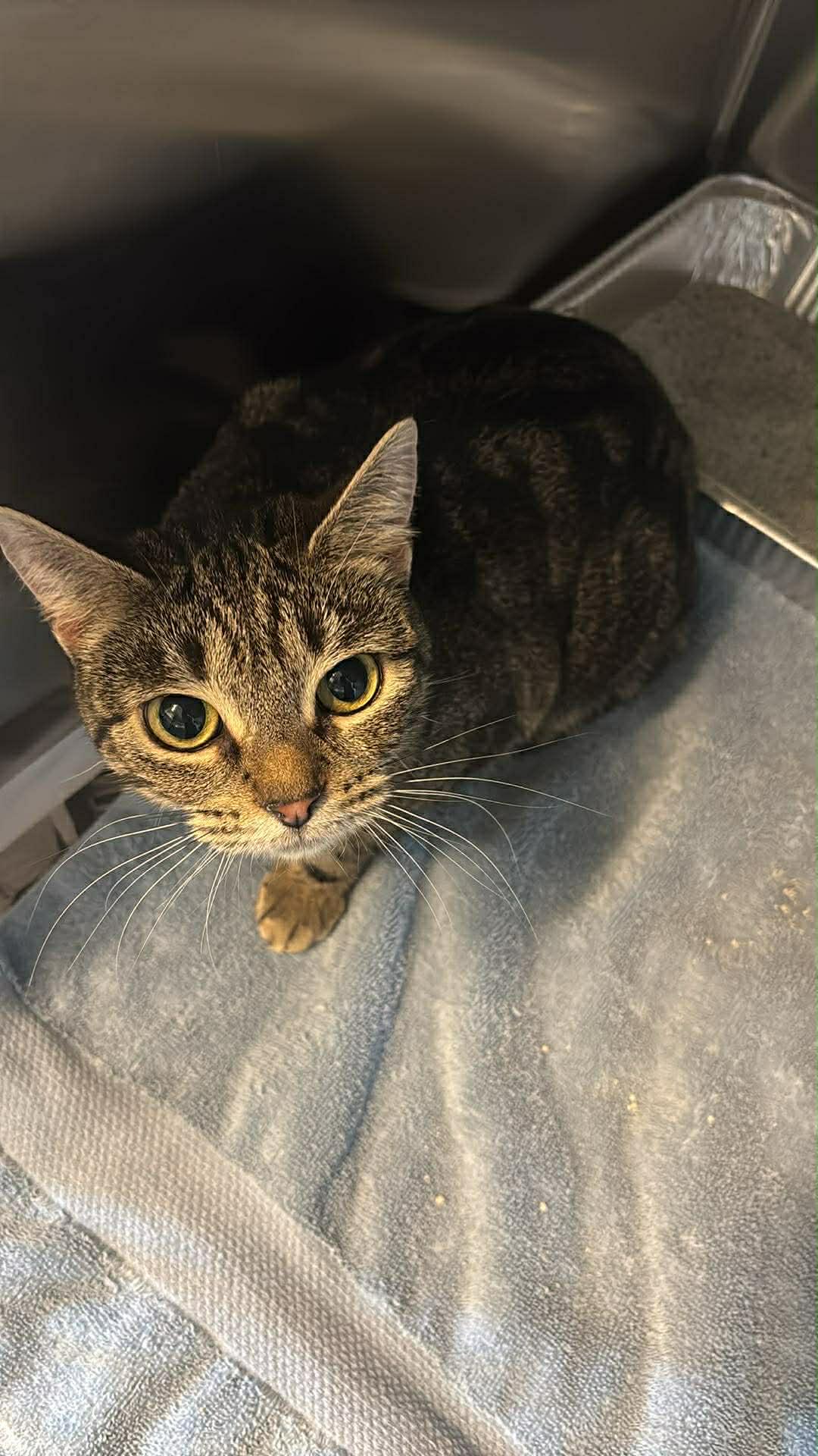 Enlarge Squishy Face, a ADOPTABLE Domestic Short Hair in Fredericksburg, VA image 2/3