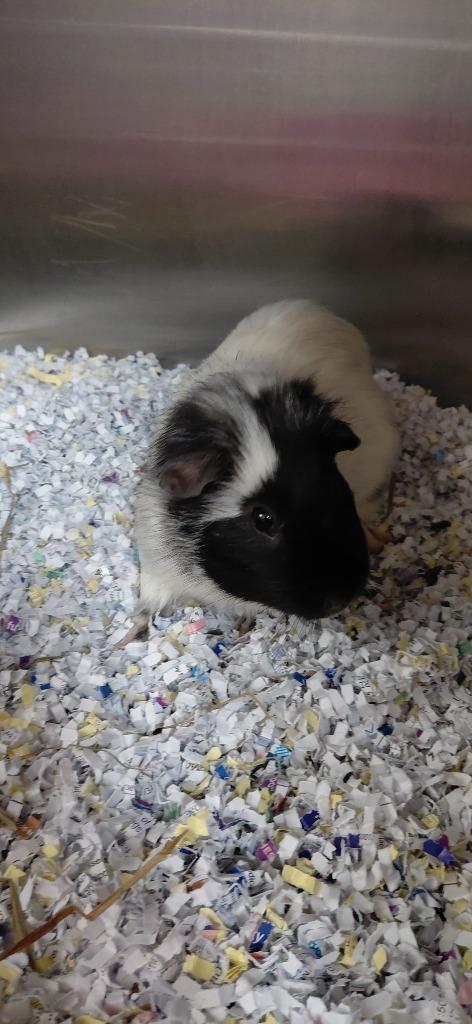Krispy, Adoptable, Adult Male Guinea Pig.