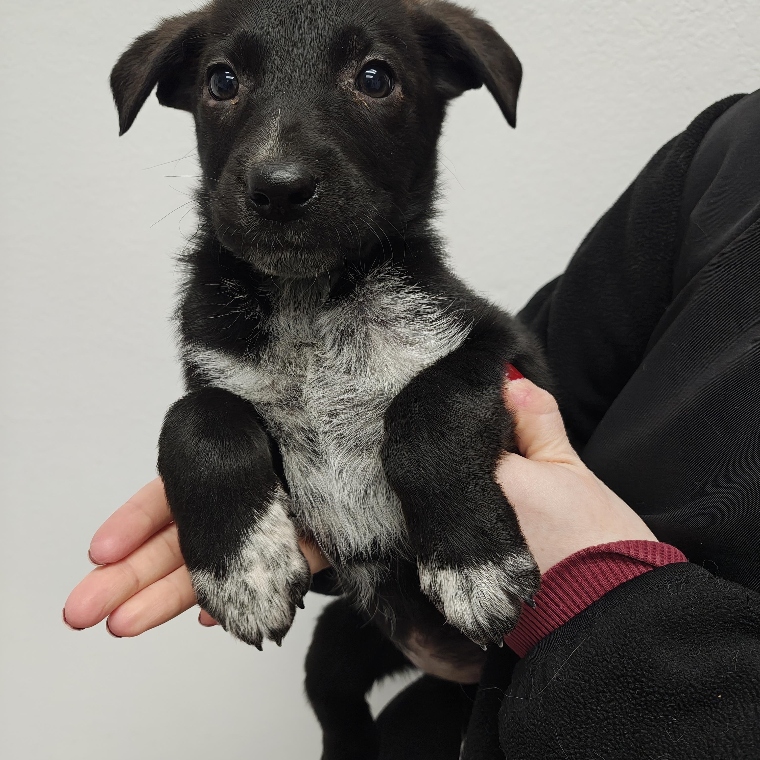 Enlarge PUPPIES, an adopted Mixed Breed in Oconto, WI image 4/4