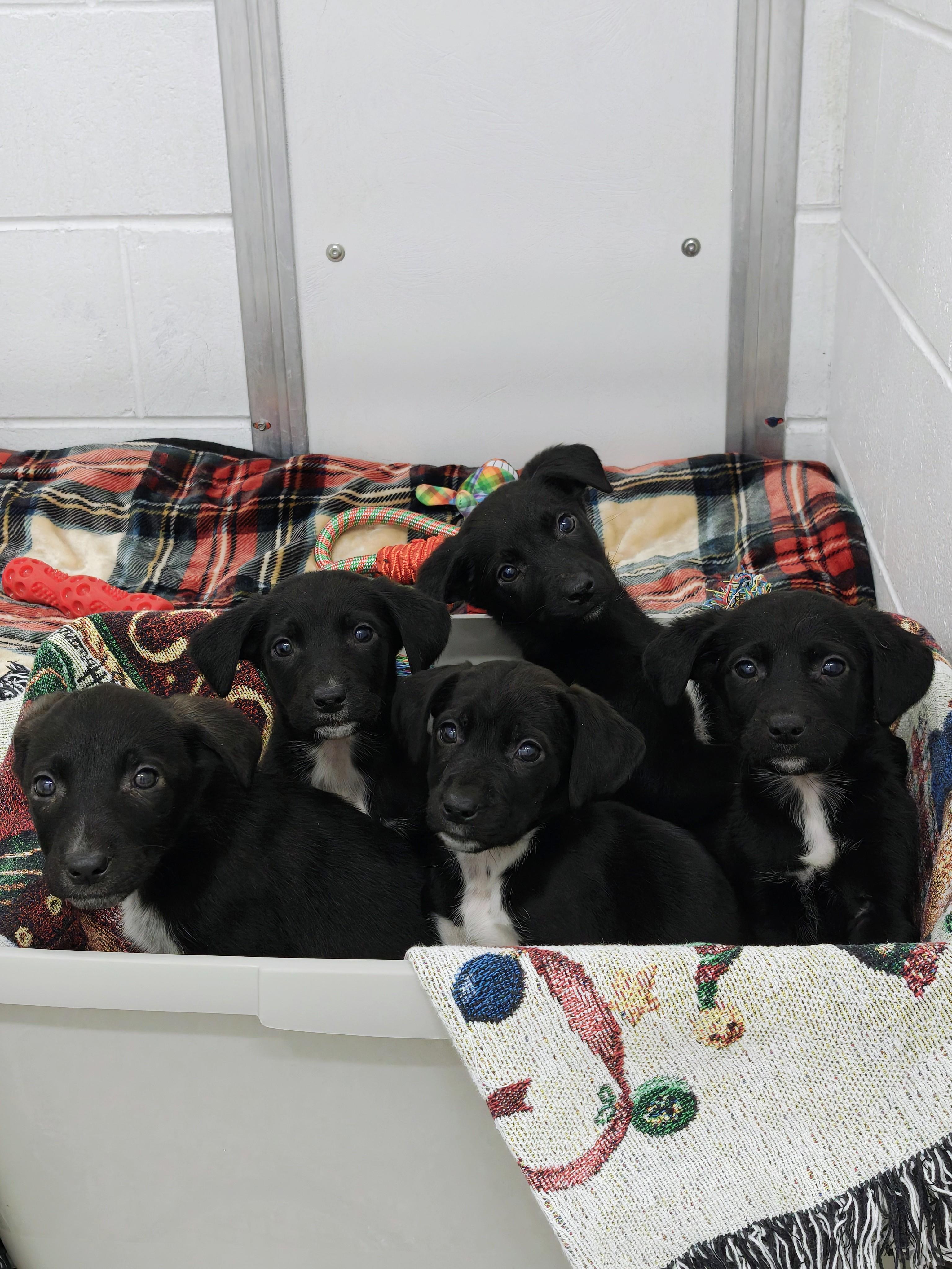 PUPPIES, Adoptable, Puppy Female Mixed Breed.