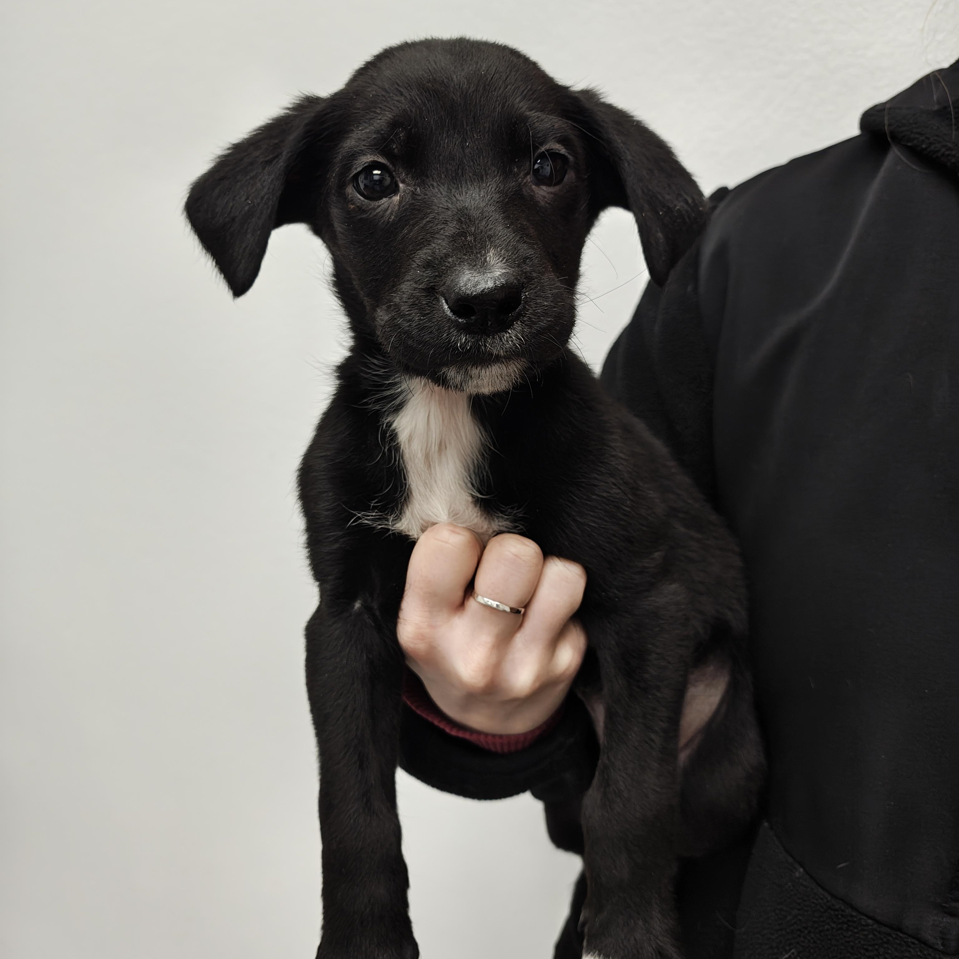 Enlarge PUPPIES, an adopted Mixed Breed in Oconto, WI image 3/4