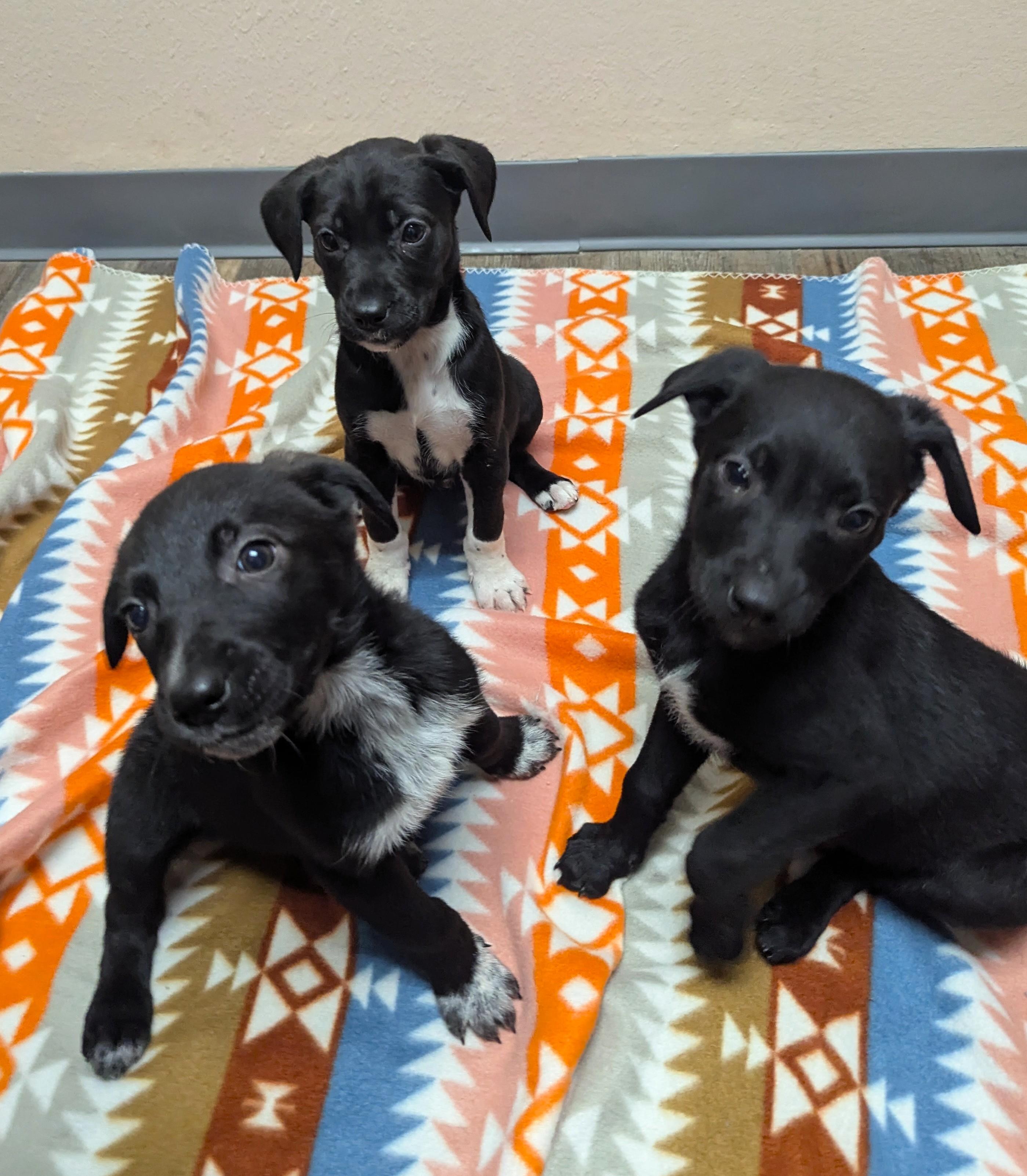 Enlarge PUPPIES, an adopted Mixed Breed in Oconto, WI image 1/4