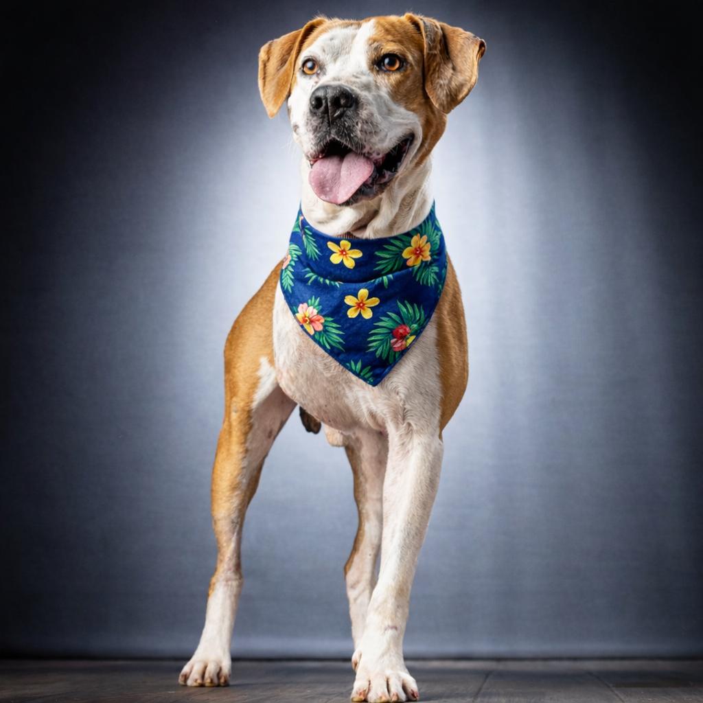 Kilo, Adoptable, Senior Male Mixed Breed.