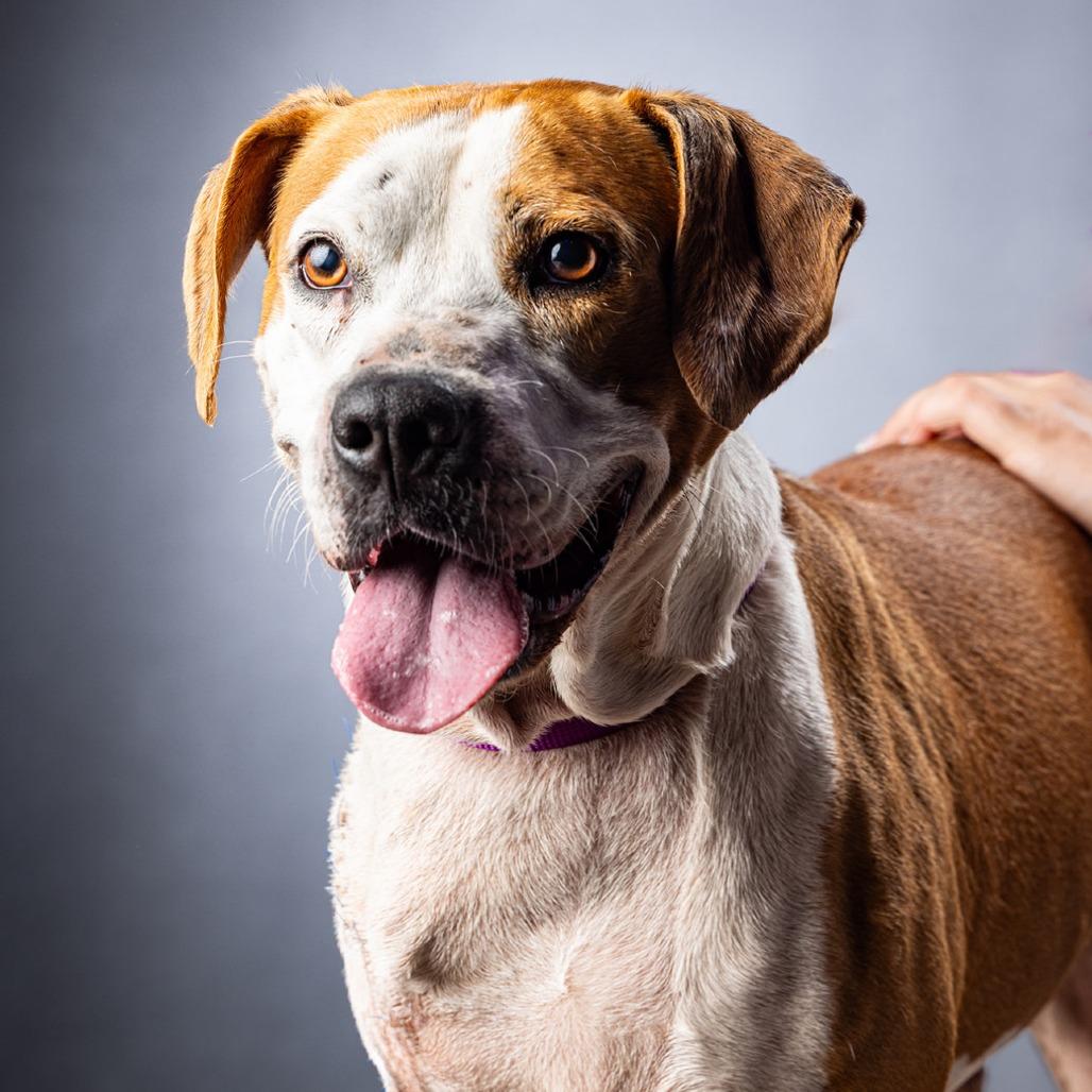 Enlarge Kilo, a Adoptable Mixed Breed in Jupiter, FL image 1/6