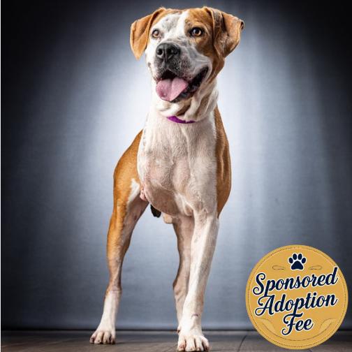 Enlarge Kilo, a Adoptable Mixed Breed in Jupiter, FL image 3/6