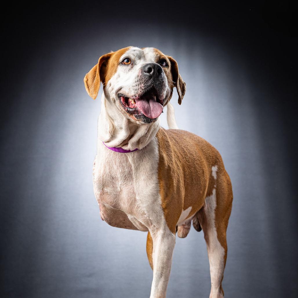 Enlarge Kilo, a Adoptable Mixed Breed in Jupiter, FL image 4/6