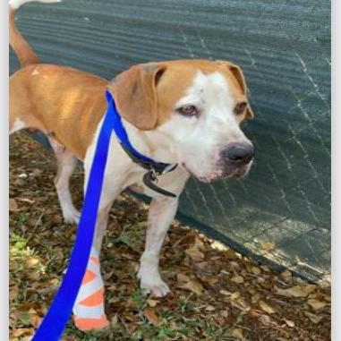 Enlarge Kilo, a Adoptable Mixed Breed in Jupiter, FL image 5/6